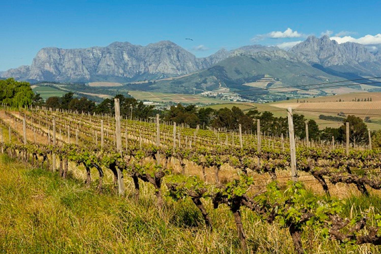 Апартаменти Domaine Coutelier Стелленбос Екстер'єр фото